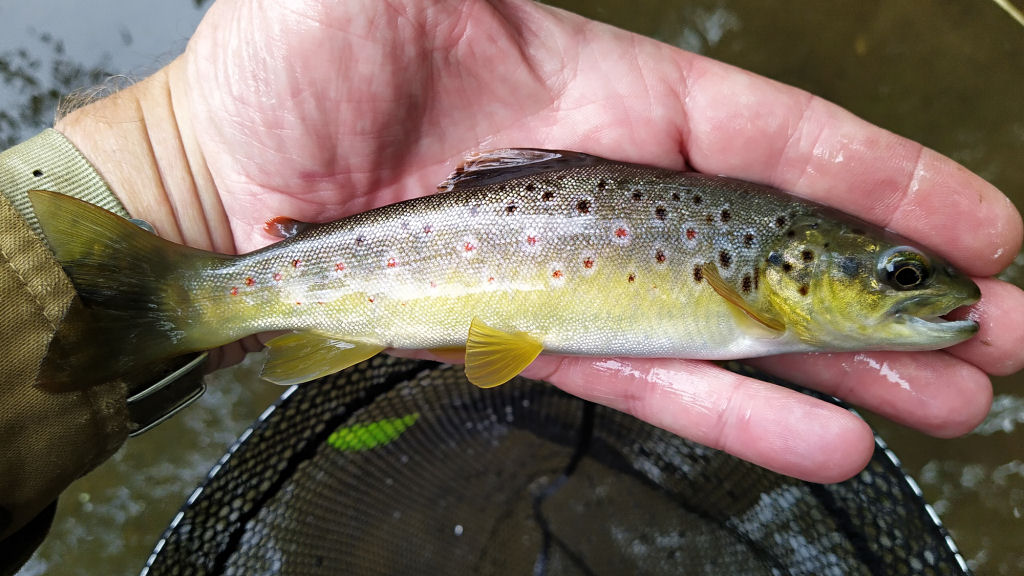 Photo of a nice Little trout